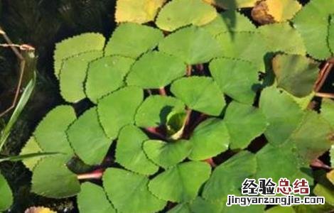 菱角怎么种好 菱角怎么种好看