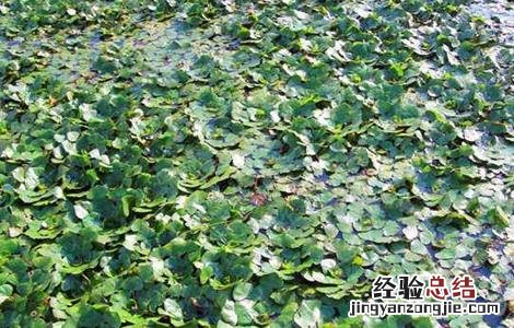菱角怎么种好 菱角怎么种好看