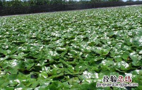 菱角怎么种好 菱角怎么种好看