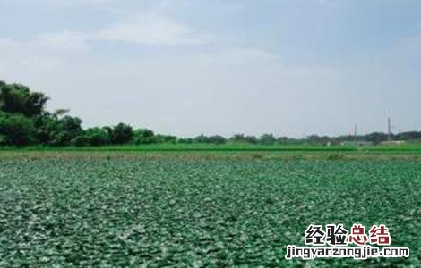 菱角怎么种好 菱角怎么种好看