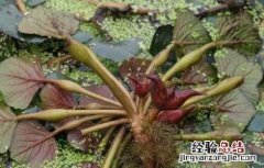 菱角怎么种好 菱角怎么种好看