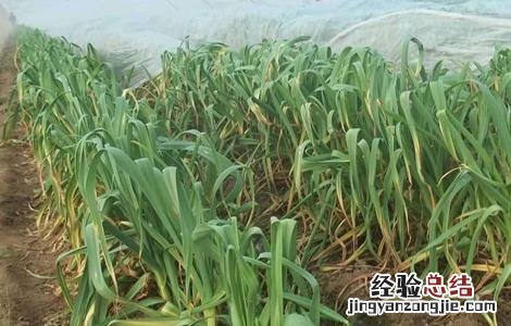 蒜苗的栽培技术要点. 蒜苗的栽培技术要点