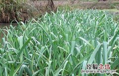 蒜苗的栽培技术要点. 蒜苗的栽培技术要点