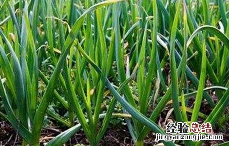 蒜苗的栽培技术要点. 蒜苗的栽培技术要点