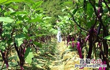种植茄子的田间管理 种植茄子的田间管理方法