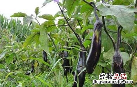 种植茄子的田间管理 种植茄子的田间管理方法