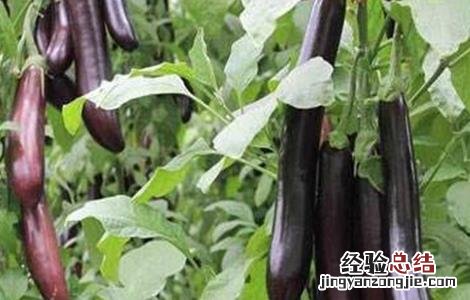种植茄子的田间管理 种植茄子的田间管理方法