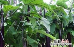 种植茄子的田间管理 种植茄子的田间管理方法