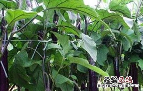 种植茄子的田间管理 种植茄子的田间管理方法