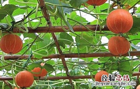 南瓜化瓜如何补救 如何防止南瓜化瓜
