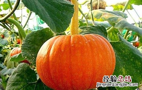 南瓜化瓜如何补救 如何防止南瓜化瓜