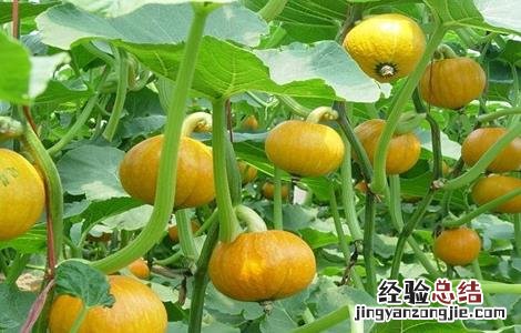 南瓜化瓜如何补救 如何防止南瓜化瓜