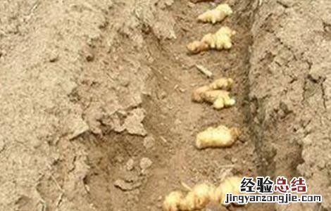 生姜的种植技术 生姜的种植技术和管理