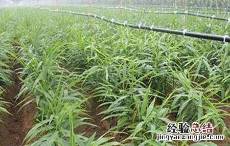 生姜的种植技术 生姜的种植技术和管理