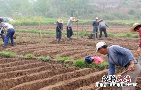 生姜的种植技术 生姜的种植技术和管理