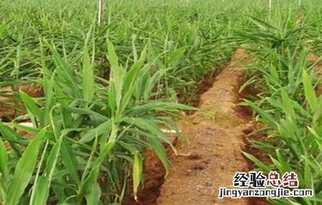 生姜的种植技术 生姜的种植技术和管理