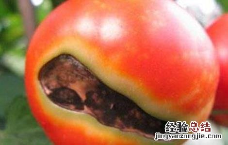 西红柿花花皮咋回事 番茄花皮的原因及防治方法