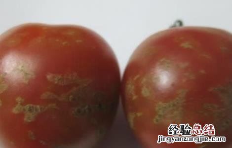 西红柿花花皮咋回事 番茄花皮的原因及防治方法
