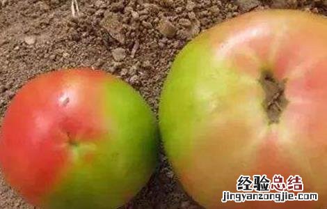 西红柿花花皮咋回事 番茄花皮的原因及防治方法