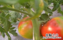西红柿花花皮咋回事 番茄花皮的原因及防治方法