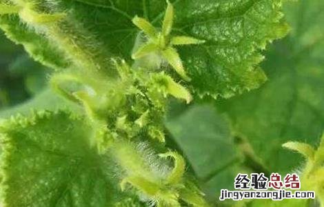 黄瓜花打顶产生的原因及预防办法 黄瓜花打顶的原因及防治方法