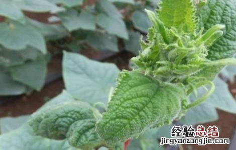 黄瓜花打顶产生的原因及预防办法 黄瓜花打顶的原因及防治方法