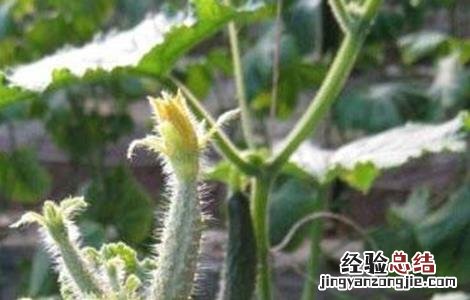 黄瓜花打顶产生的原因及预防办法 黄瓜花打顶的原因及防治方法