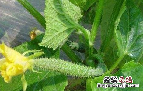 黄瓜花打顶产生的原因及预防办法 黄瓜花打顶的原因及防治方法