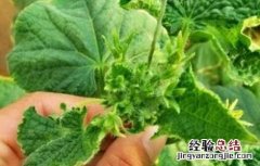 黄瓜花打顶产生的原因及预防办法 黄瓜花打顶的原因及防治方法