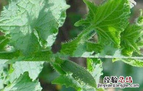 黄瓜花打顶产生的原因及预防办法 黄瓜花打顶的原因及防治方法
