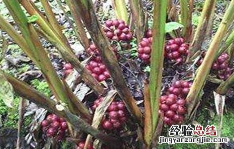 草果的种植方法 草果的种植方法视频