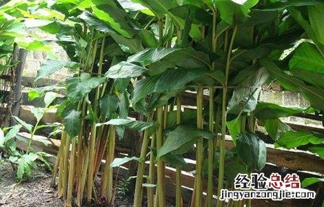 草果的种植方法 草果的种植方法视频