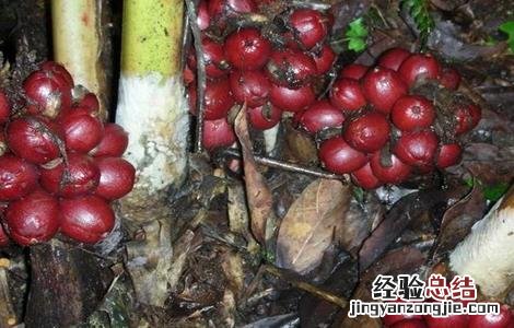 草果的种植方法 草果的种植方法视频