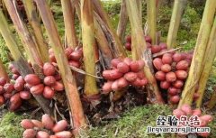 草果的种植方法 草果的种植方法视频