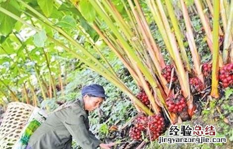 草果的种植方法 草果的种植方法视频