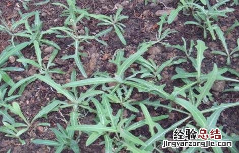 曲曲菜种植方法 曲曲菜的种植方法