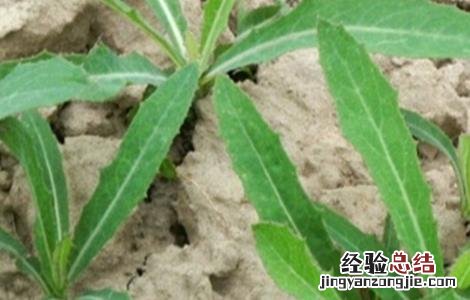 曲曲菜种植方法 曲曲菜的种植方法