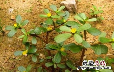 马齿苋种植技术及一亩地效益 马齿苋种植技术