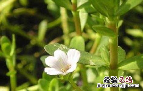 马齿苋种植技术及一亩地效益 马齿苋种植技术