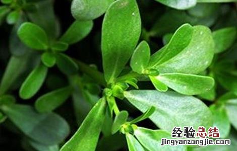 马齿苋种植技术及一亩地效益 马齿苋种植技术