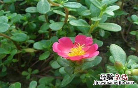 马齿苋种植技术及一亩地效益 马齿苋种植技术