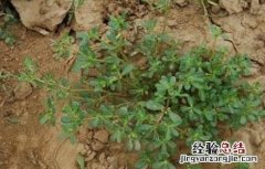 马齿苋种植技术及一亩地效益 马齿苋种植技术