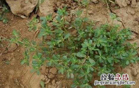 马齿苋种植技术及一亩地效益 马齿苋种植技术