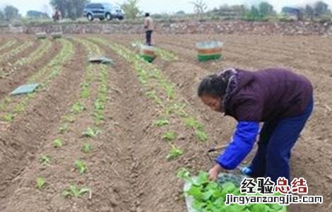 大白菜的种植时间和方法 大白菜的种植时间和方法视频