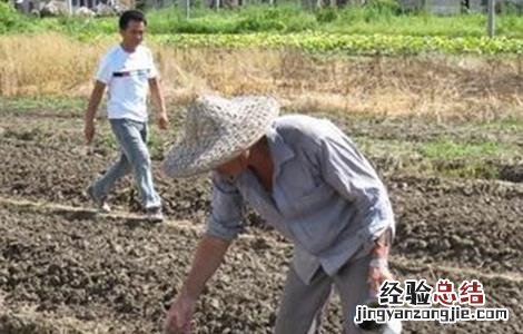 大白菜的种植时间和方法 大白菜的种植时间和方法视频