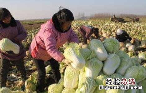 大白菜的种植时间和方法 大白菜的种植时间和方法视频