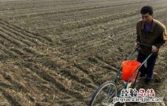 大白菜的种植时间和方法 大白菜的种植时间和方法视频