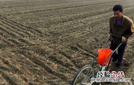 大白菜的种植时间和方法 大白菜的种植时间和方法视频