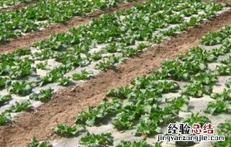 大白菜的种植时间和方法 大白菜的种植时间和方法视频