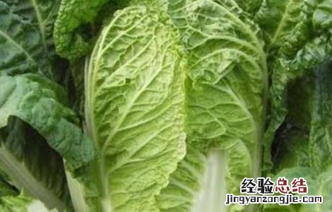 大白菜的种植时间和方法 大白菜的种植时间和方法视频
